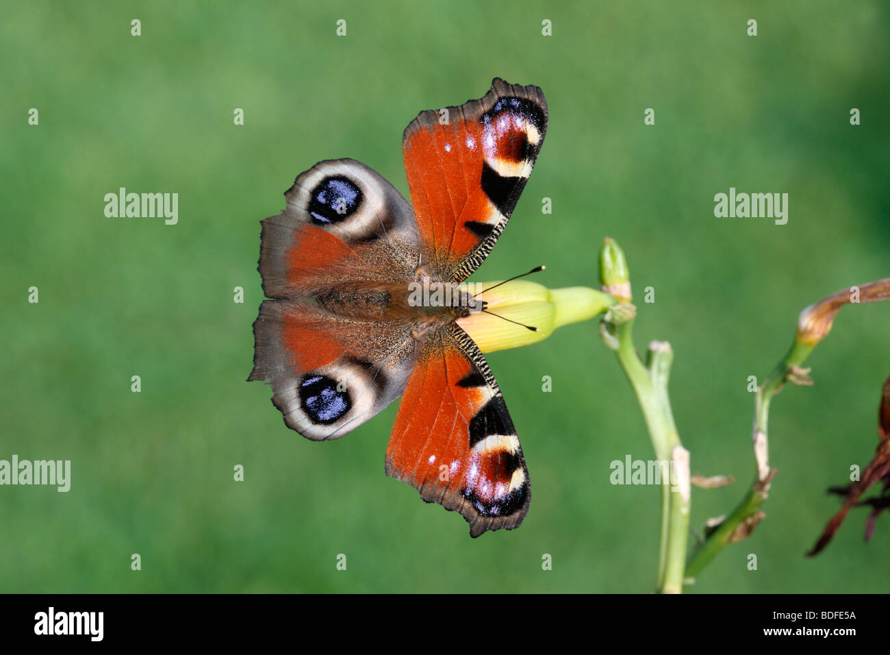 Peacock butterfly, Inachis io, Midlands, August 2009 Stock Photo