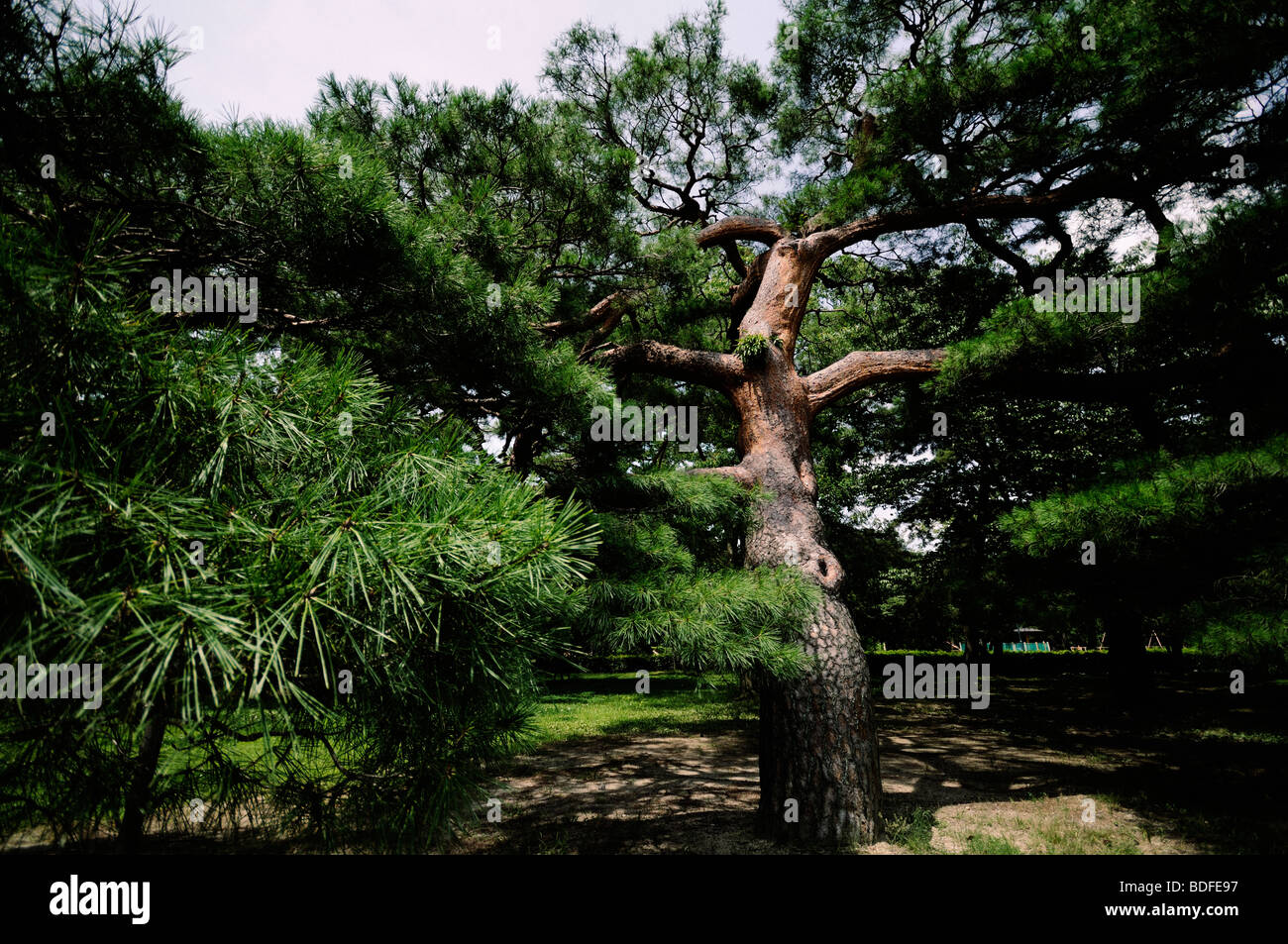 Japanese red pine (Pinus densiflora). Imperial Palace Park. Kyoto. Kansai (aka Kinki) region. Japan Stock Photo