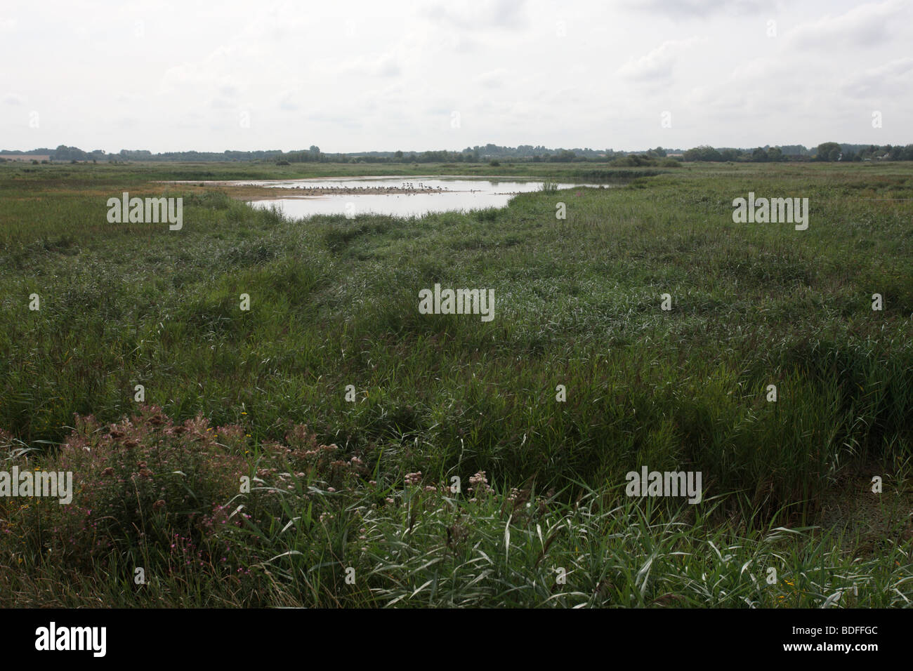 Stodmarsh national nature reserve, by Grove Ferry, Kent, August 2009 Stock Photo