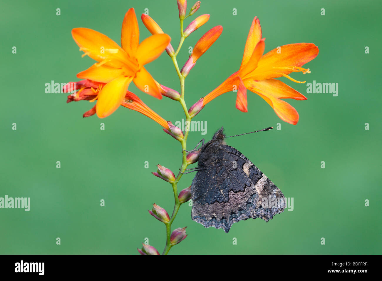 Small tortoiseshell butterfly, Aglais urticae, Midlands, August 2009 Stock Photo