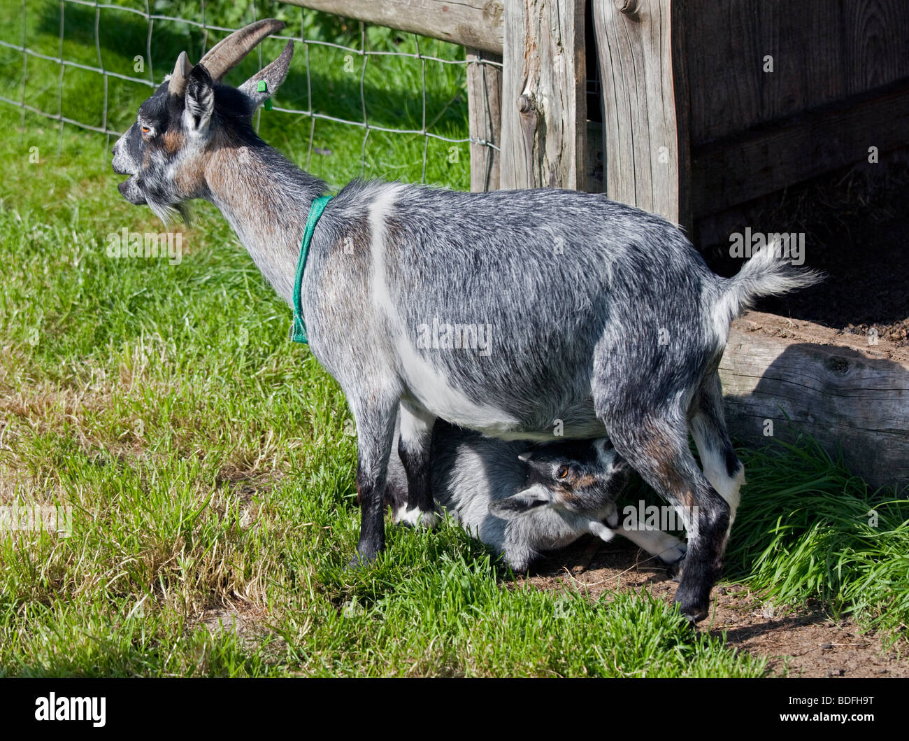 Kid suckling from Mother Goat Stock Photo