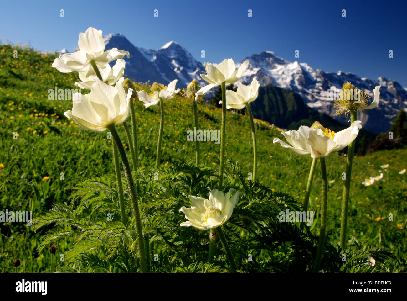 Alpen Anemone (Pulsatilla alpina) in front of Mountains Eiger, Moench, Jungfrau, Bernese alps, Schynige Platte, Switzerland Stock Photo