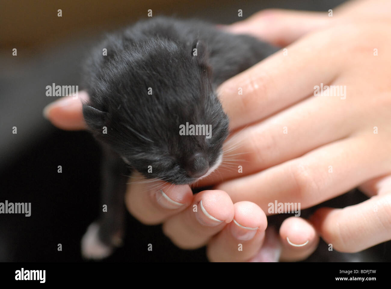 new born kitten Stock Photo