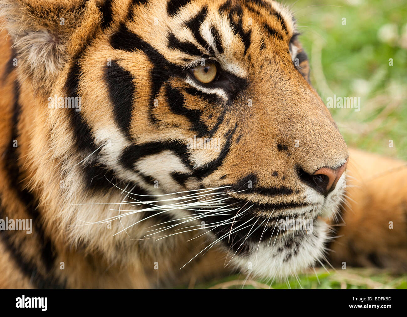 Tiger nose hires stock photography and images Alamy
