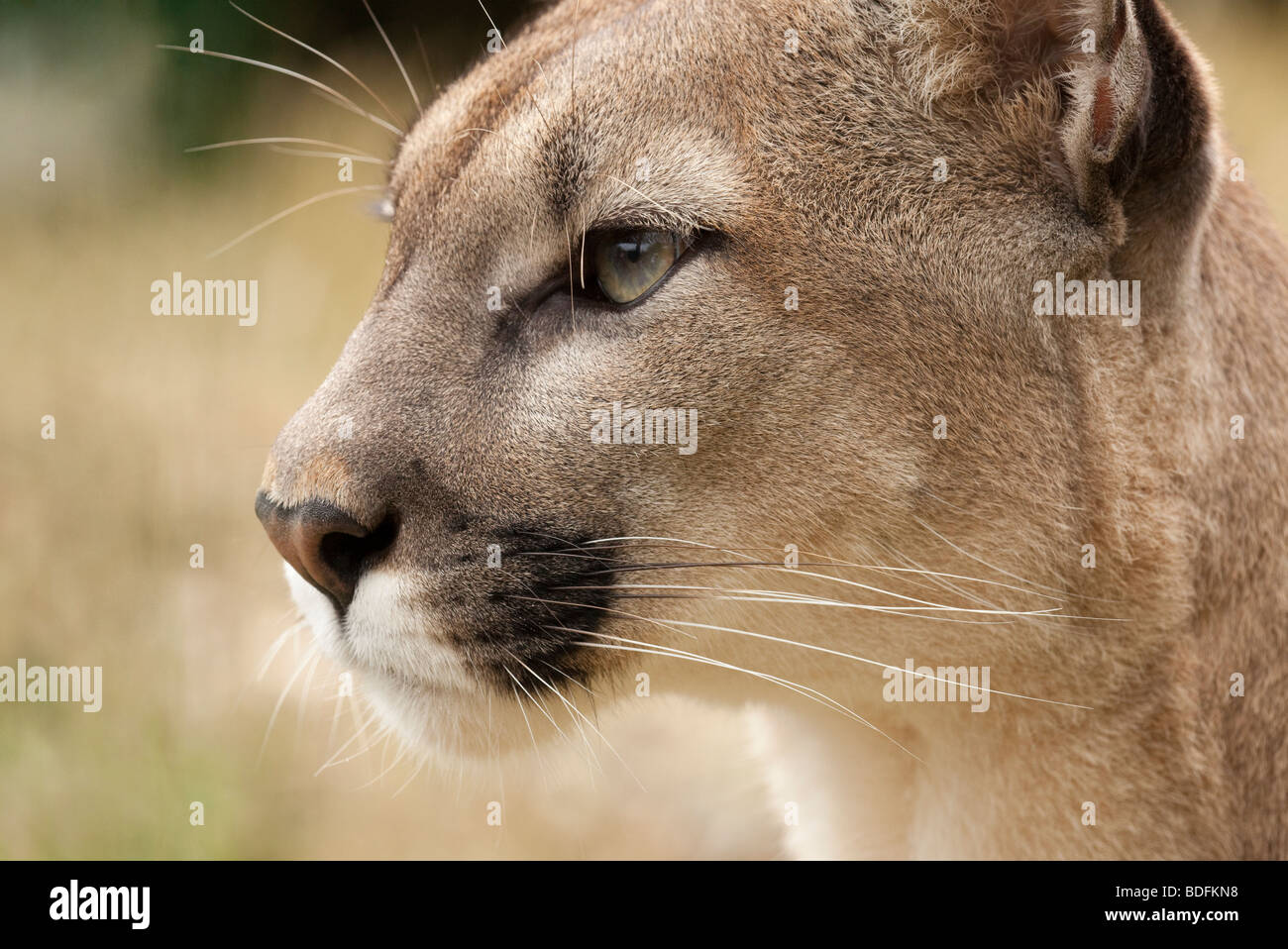 The Face of a Puma Stock Photo - Alamy