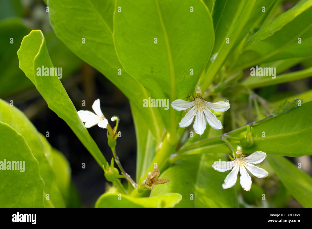 White so-called half flowers of beach naupaka Kaua'i HI Stock Photo