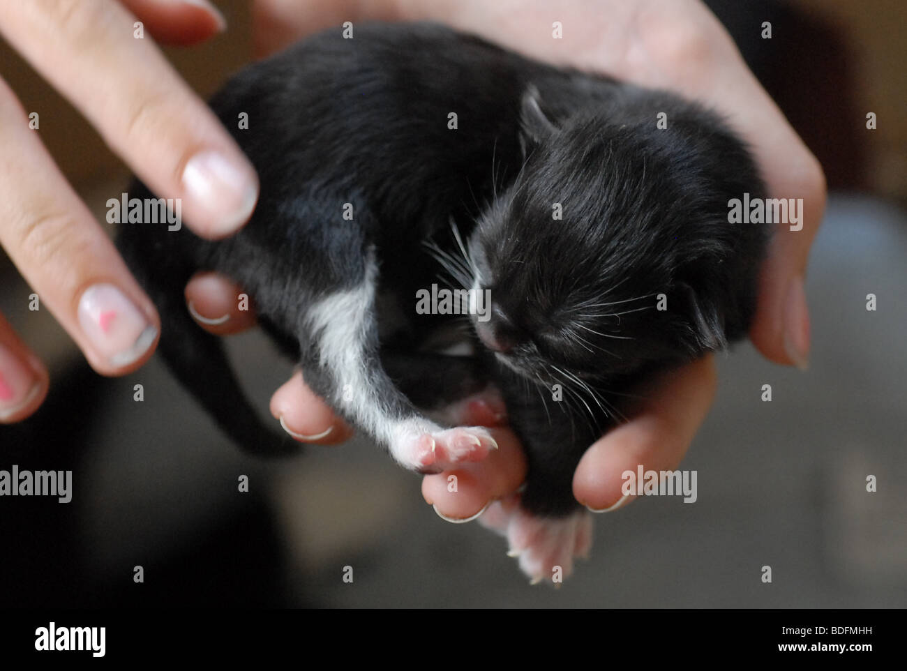 newborn black kitten