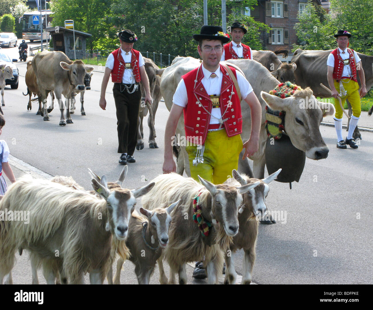 toggenburg-switzerland-alpaufzug-cattle-tradition-swiss-farmers-stock
