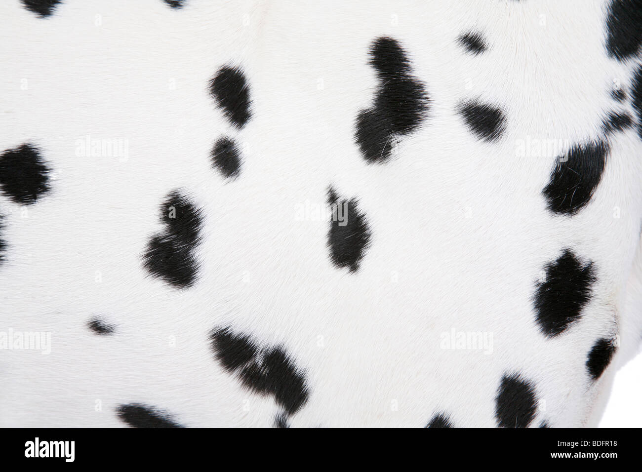 Dalmatian (Canis lupus f. familiaris), fur of a Dalmatian, detail Stock
