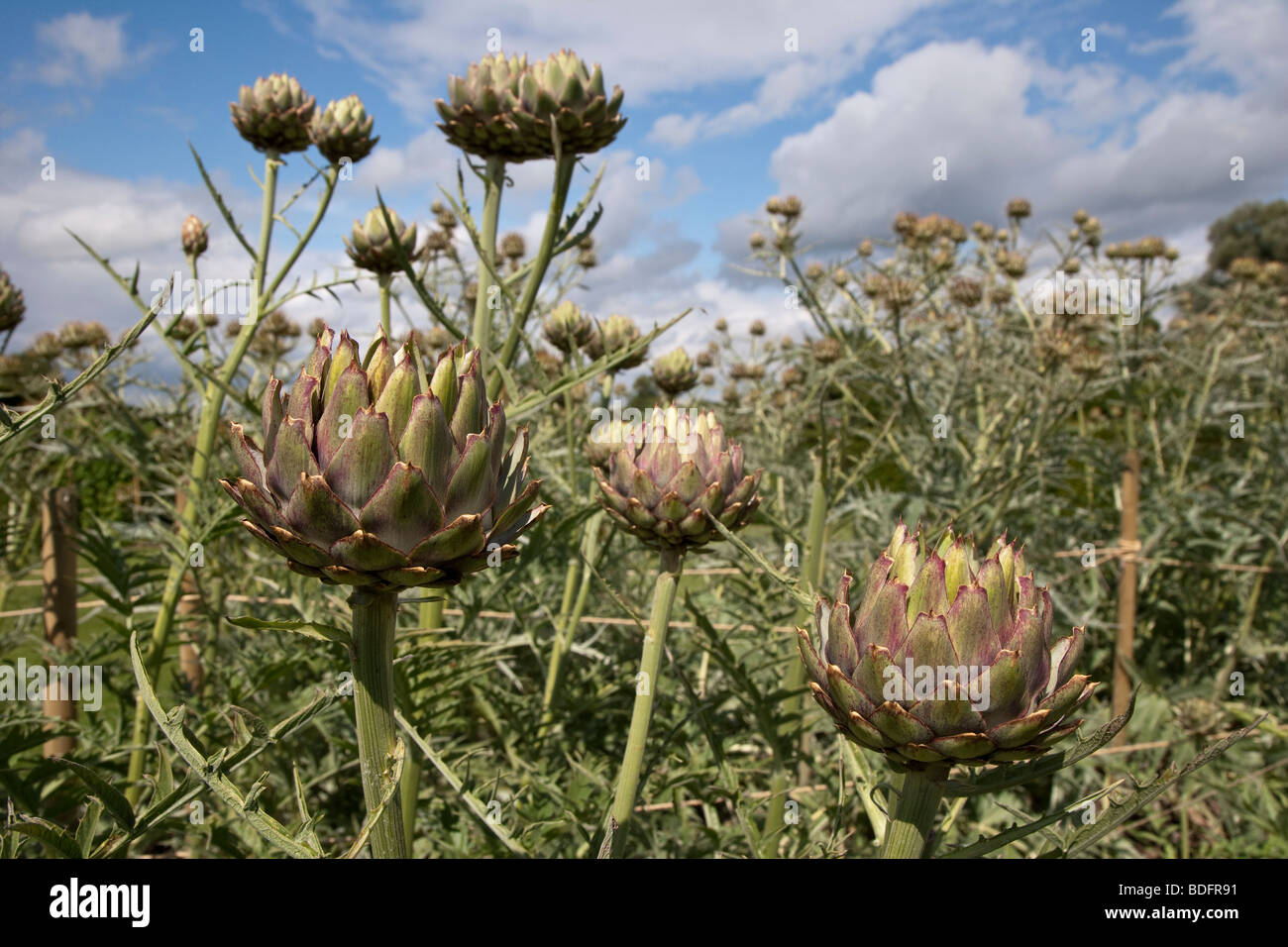 Globe Artichoke plants in garden Stock Photo Alamy