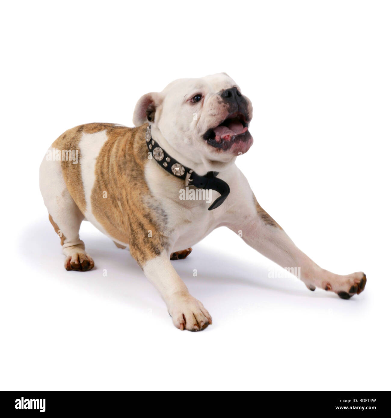 English bulldog (Canis lupus f. familiaris), shrinking from something Stock Photo