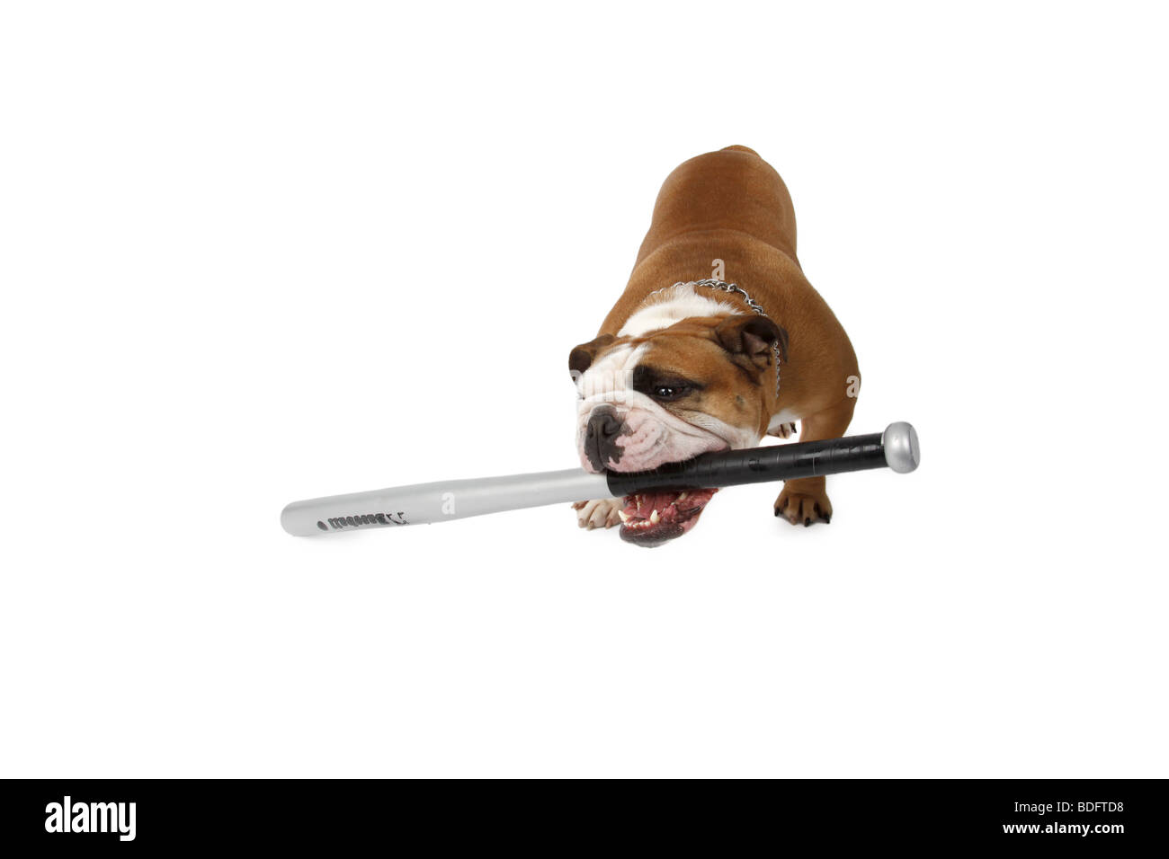 English bulldog (Canis lupus f. familiaris), holding baseball bat in snout Stock Photo