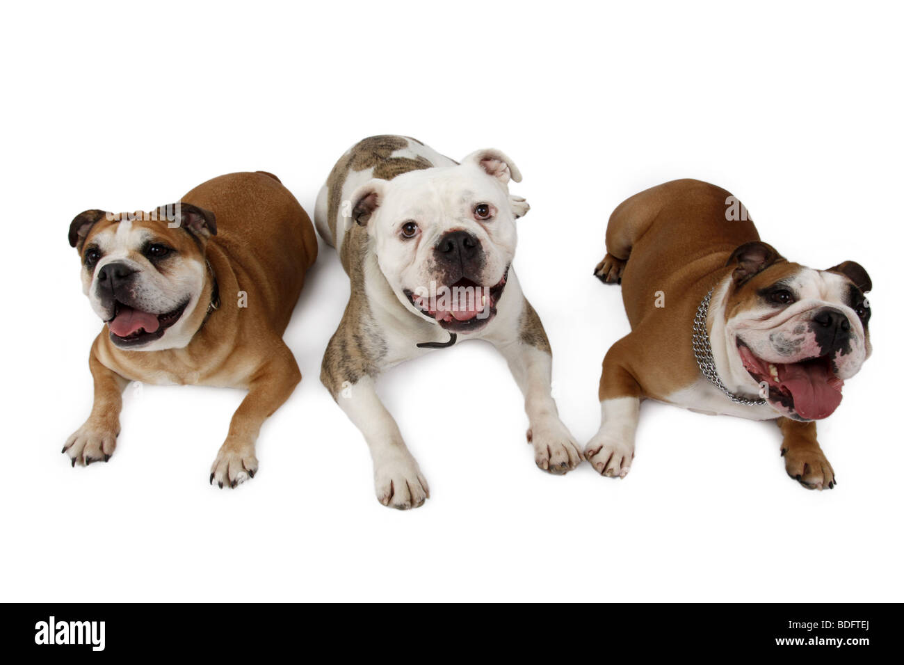 English bulldog (Canis lupus f. familiaris), three dogs lying side by side and panting Stock Photo