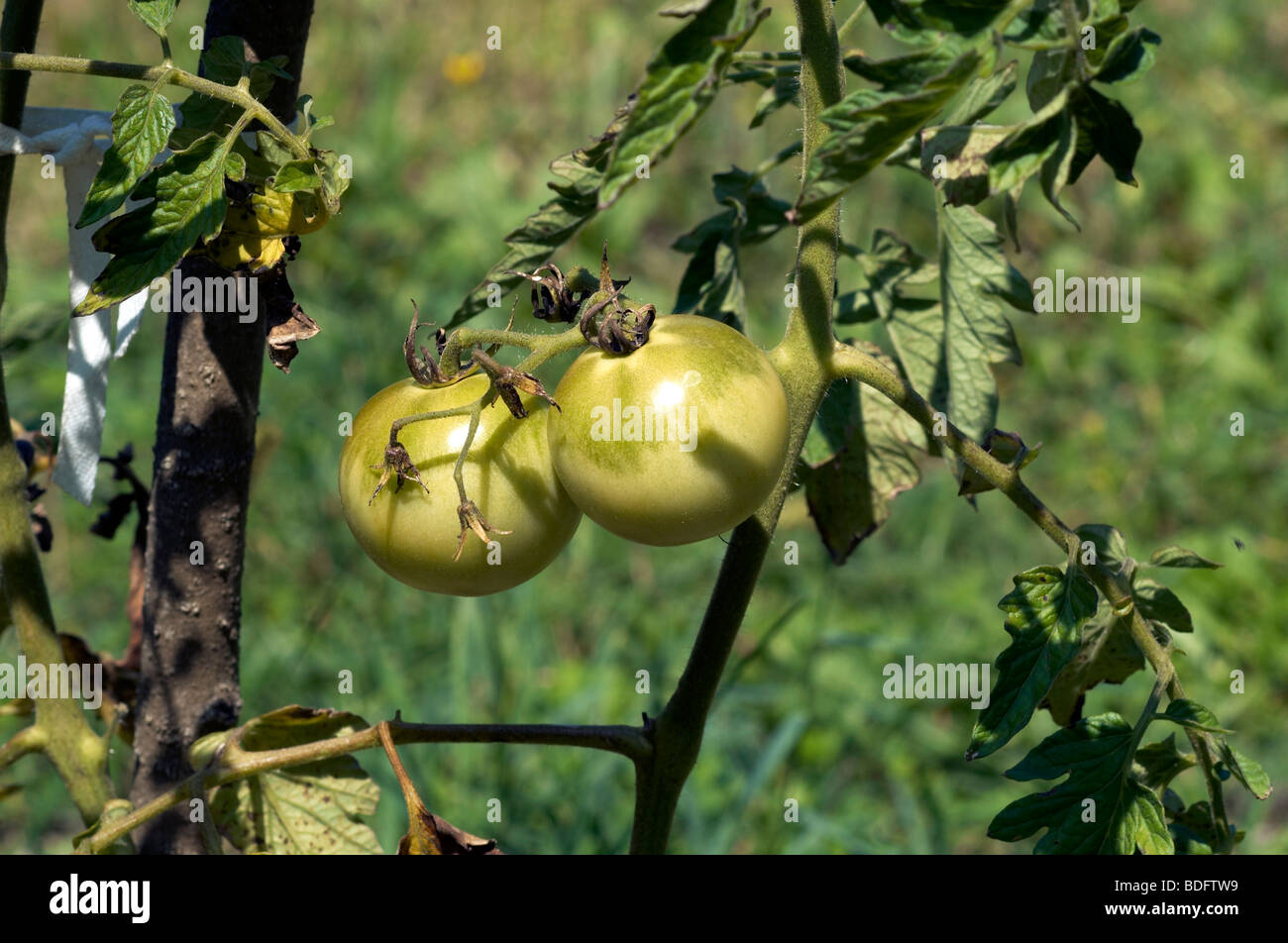 Row tomato plants growing hi-res stock photography and images - Alamy