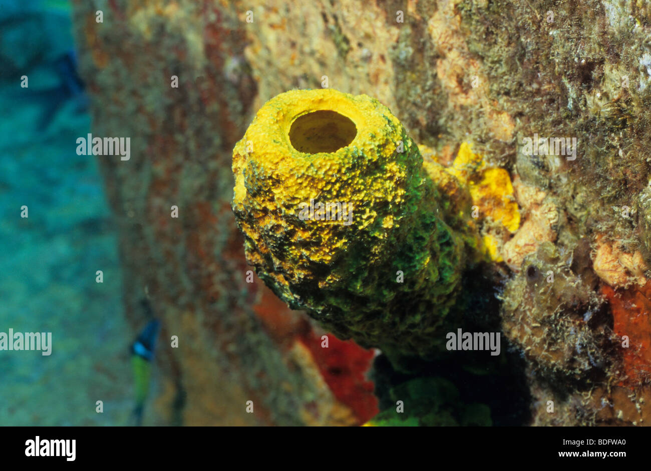 Grenadas marine sponges hires stock photography and images Alamy
