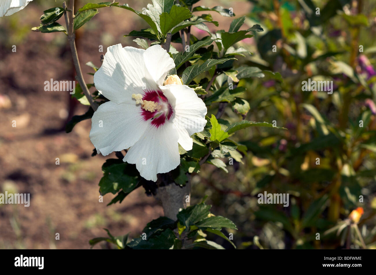 Hibiscus flower in bloom Stock Photo - Alamy
