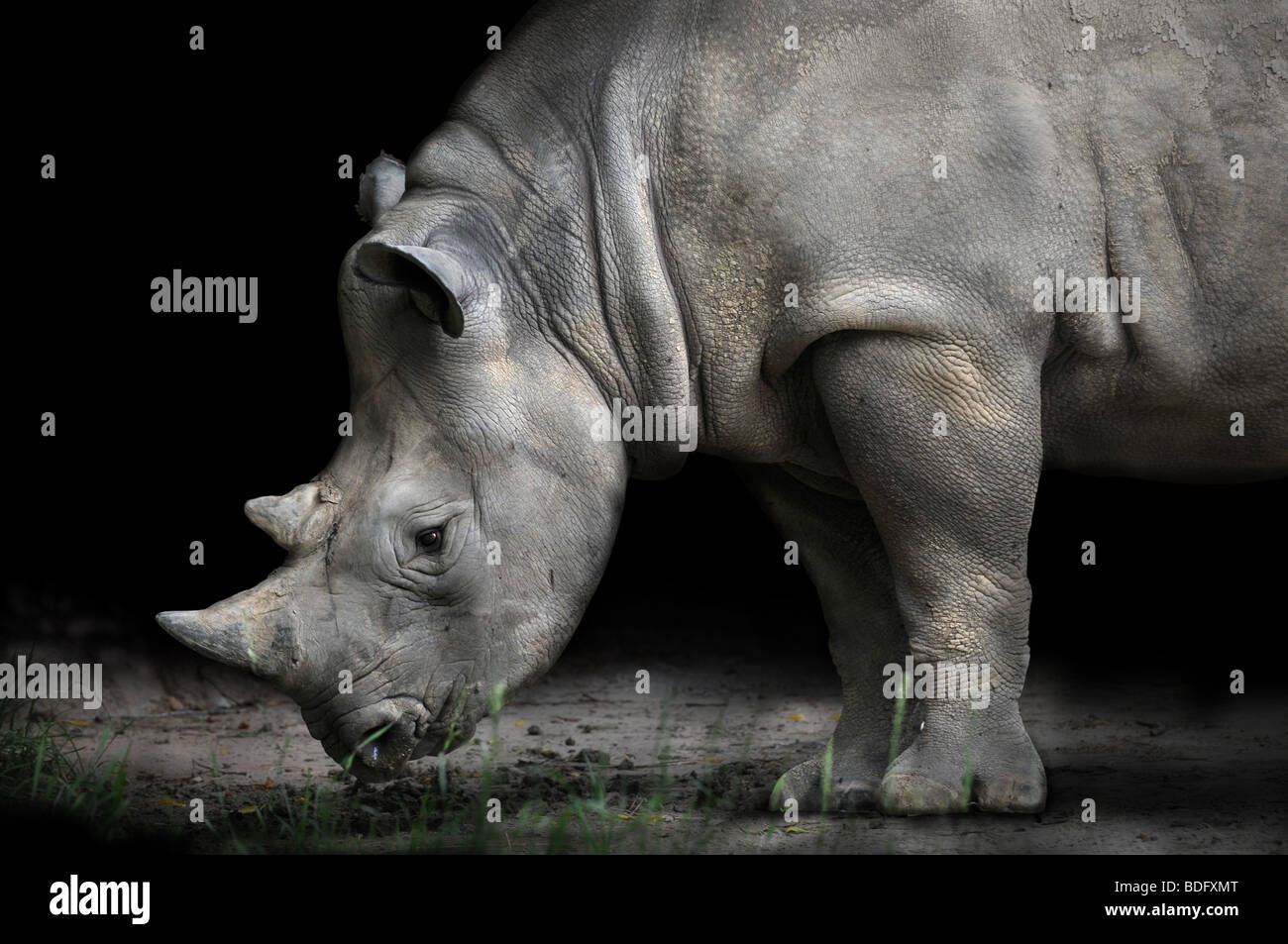 Rhinoceros bending to eat over dark background Stock Photo