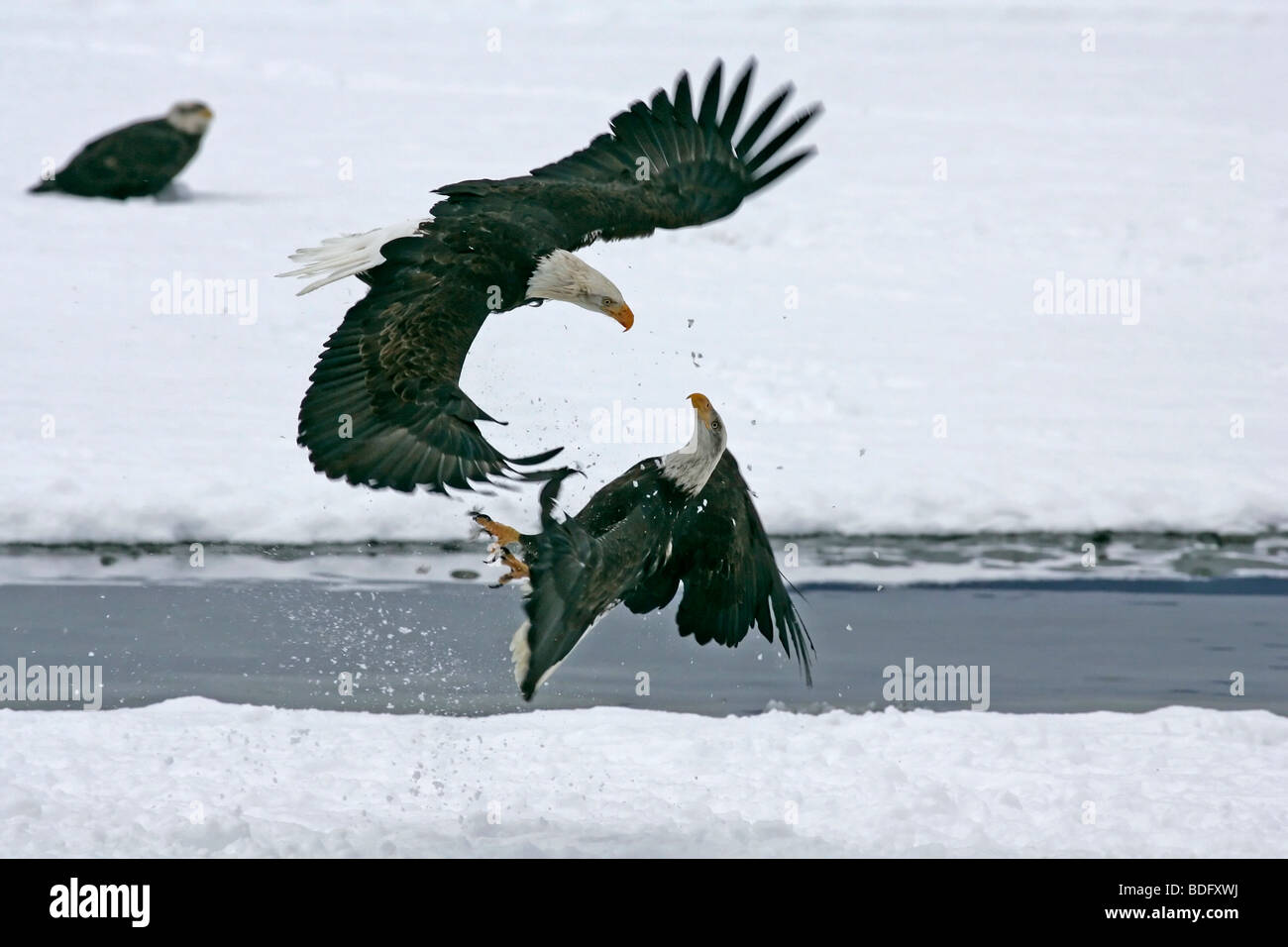 Mature bald eagles (Haliaeetus leucocephalus) fighting. Chilkat Bald Eagle Preserve, AK Stock Photo