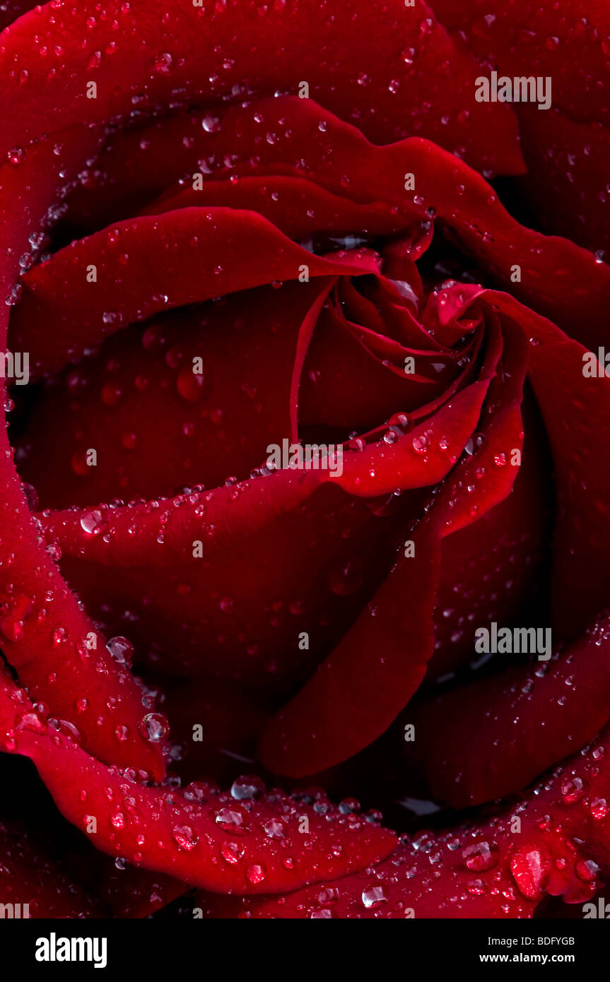 Red rose with rain drops Stock Photo