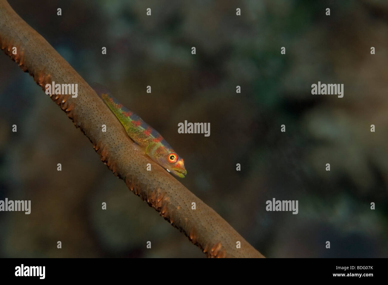 A Large Whip Goby on a gorgonian in Palau. Stock Photo