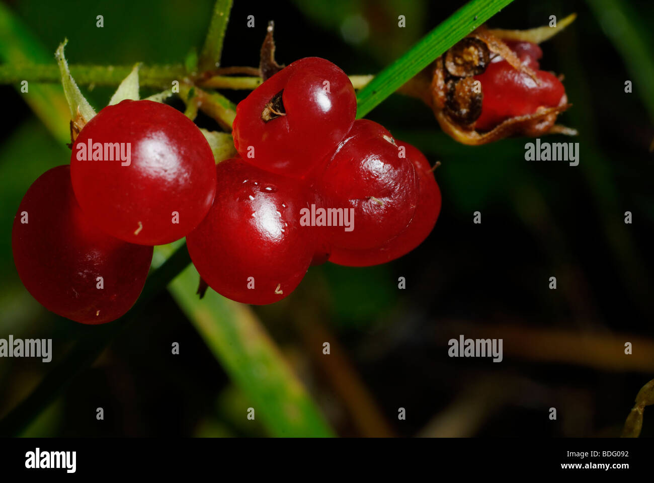 Roebuck berry. Rubus saxatilis Stock Photo