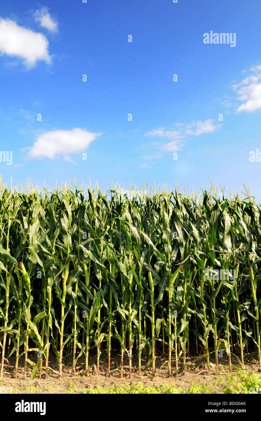 Cornfield over blue sky and small clouds Stock Photo