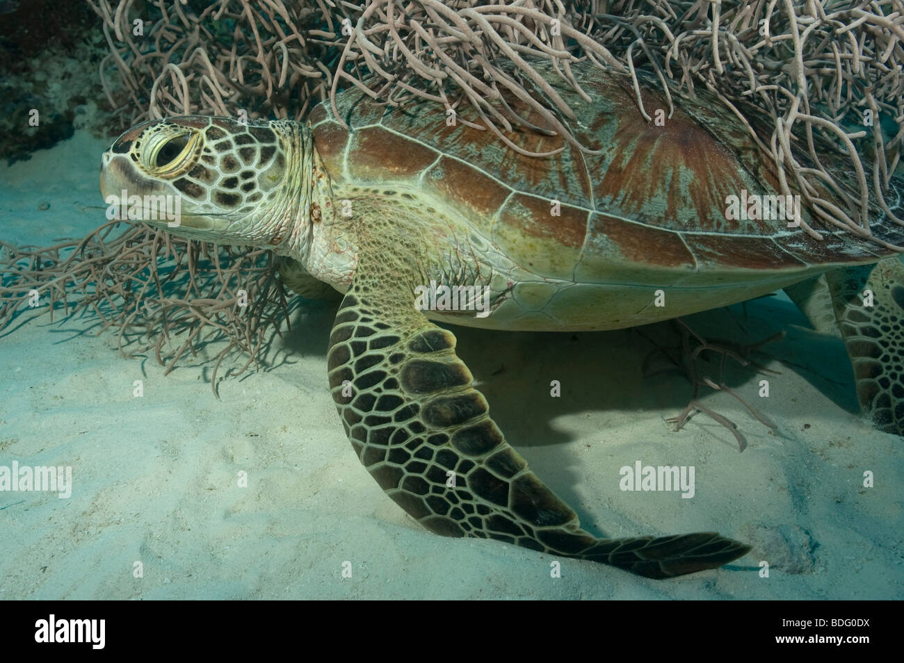Shell Rubbing Hawksbill turtle scratching shell hi-res stock photography and images ...