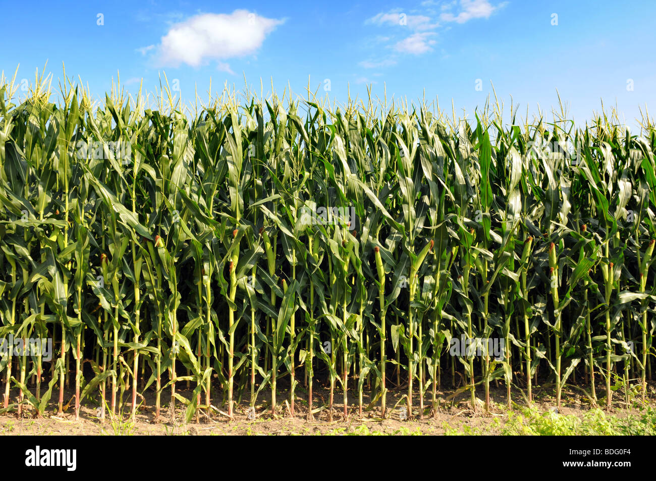 Cornfield during sunny day with blue sky and clouds Stock Photo