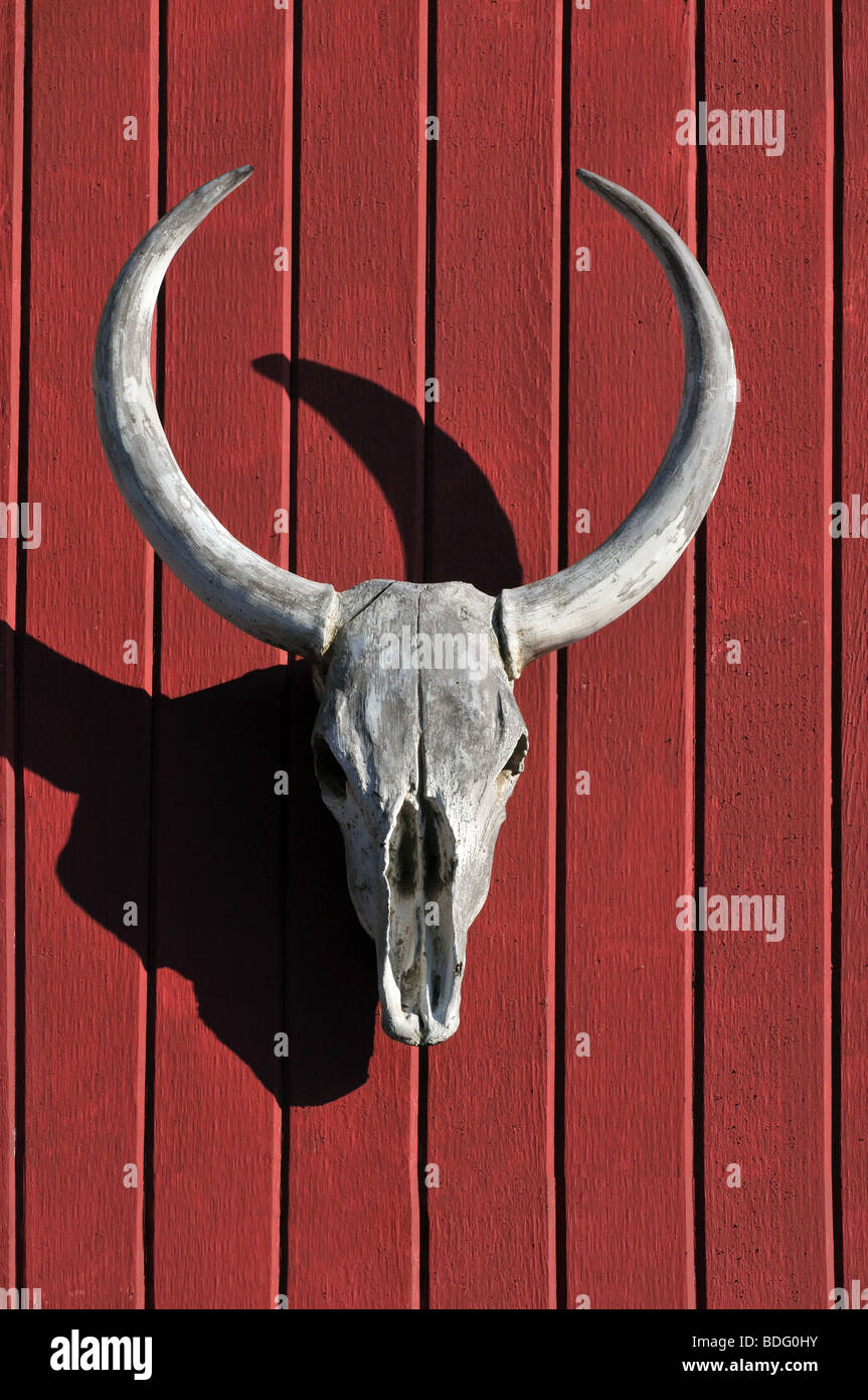 Skull of bull over a red wood background Stock Photo