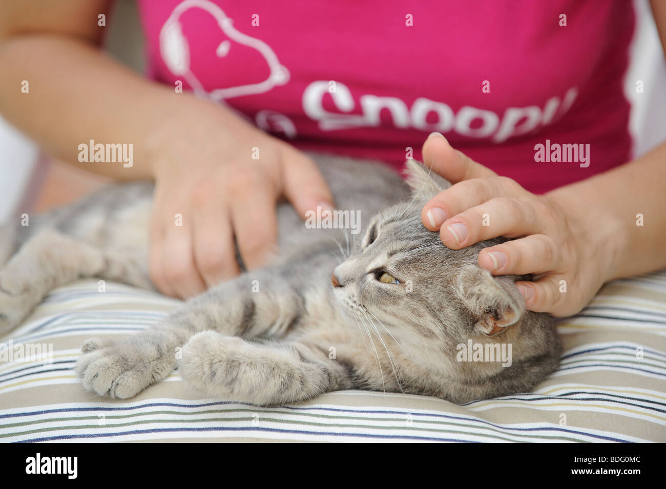 Animal love, tabby cat enjoys being petted Stock Photo Alamy
