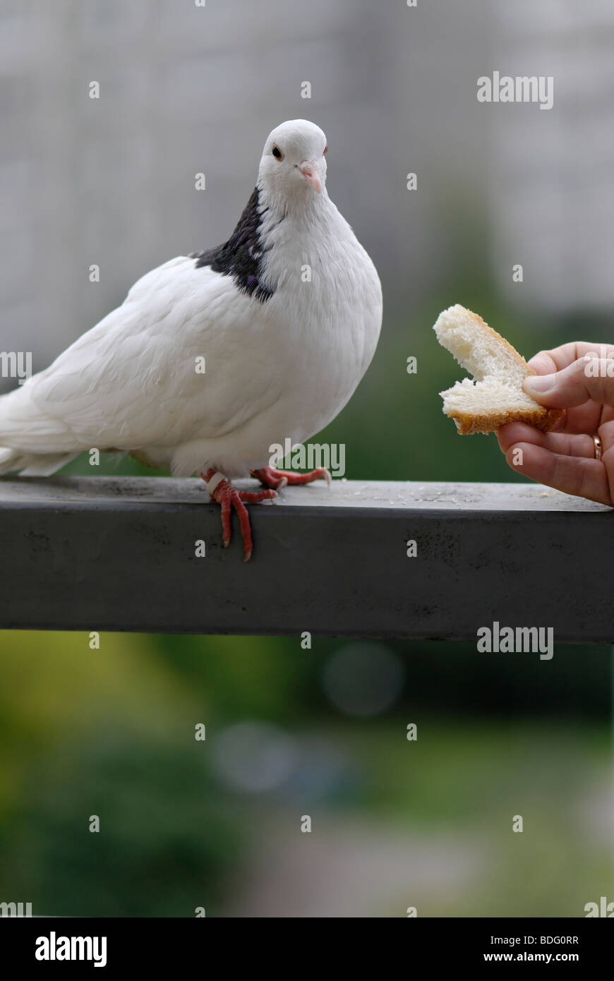 White pigeon eating a bread from human hand Stock Photo - Alamy