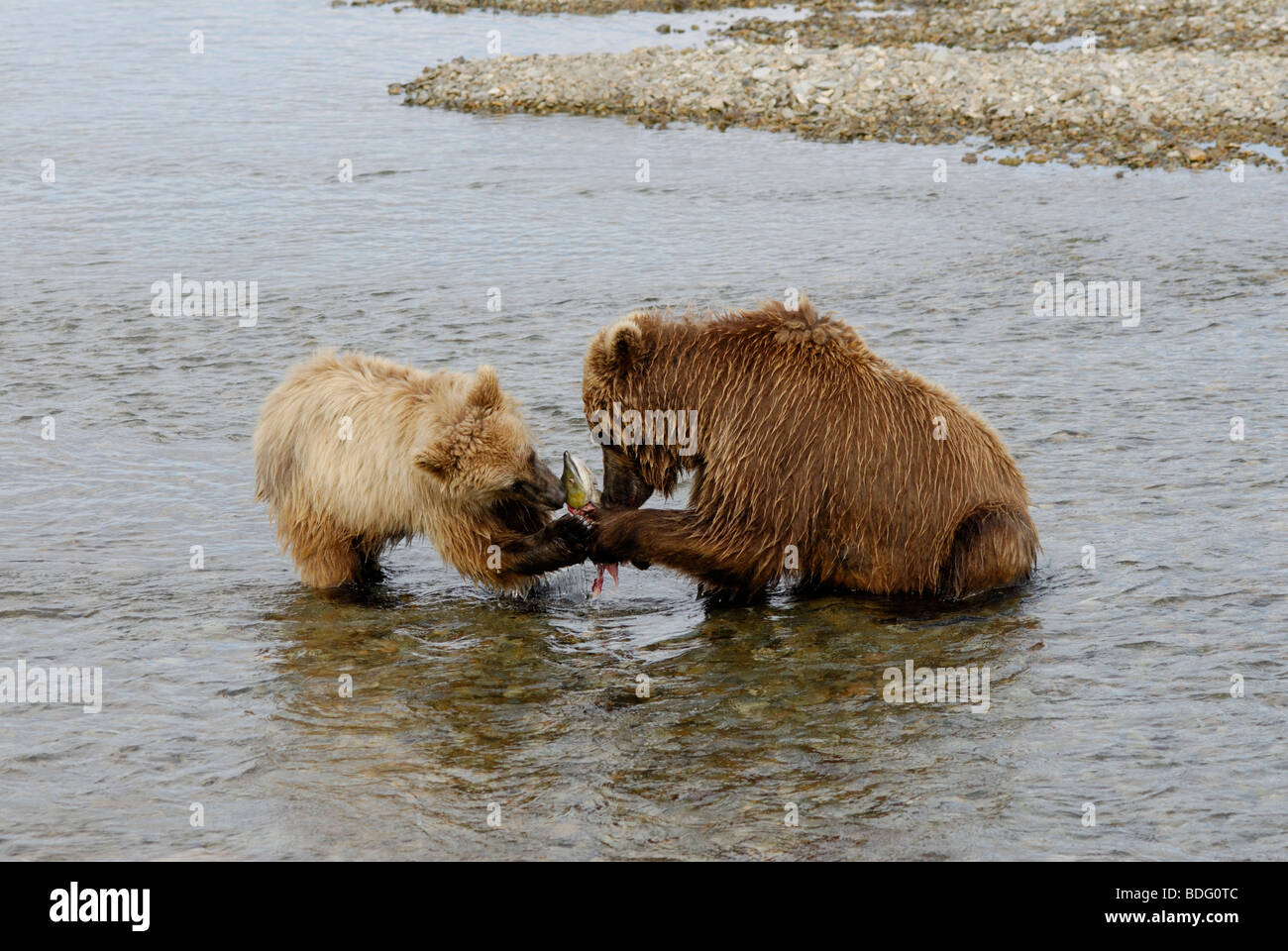 Brown bear or grizzly bear, Ursus arctos horribilis, sow sharing salmon with cub. Stock Photo