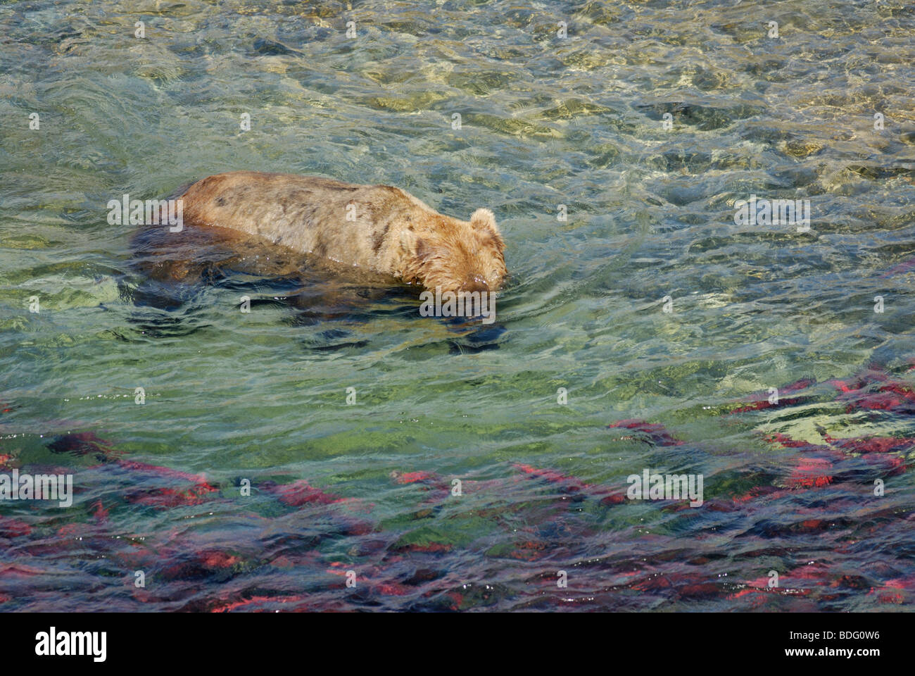 Brown bear or grizzly bear, Ursus arctos horribilis, with head underwater hunting for  salmon Stock Photo