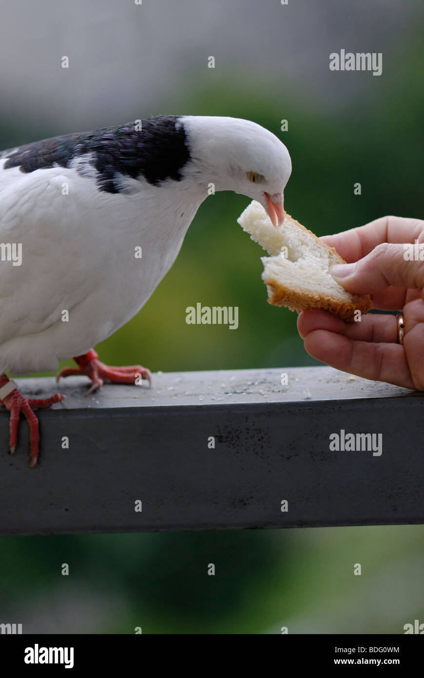 White pigeon eating a bread from human hand Stock Photo Alamy