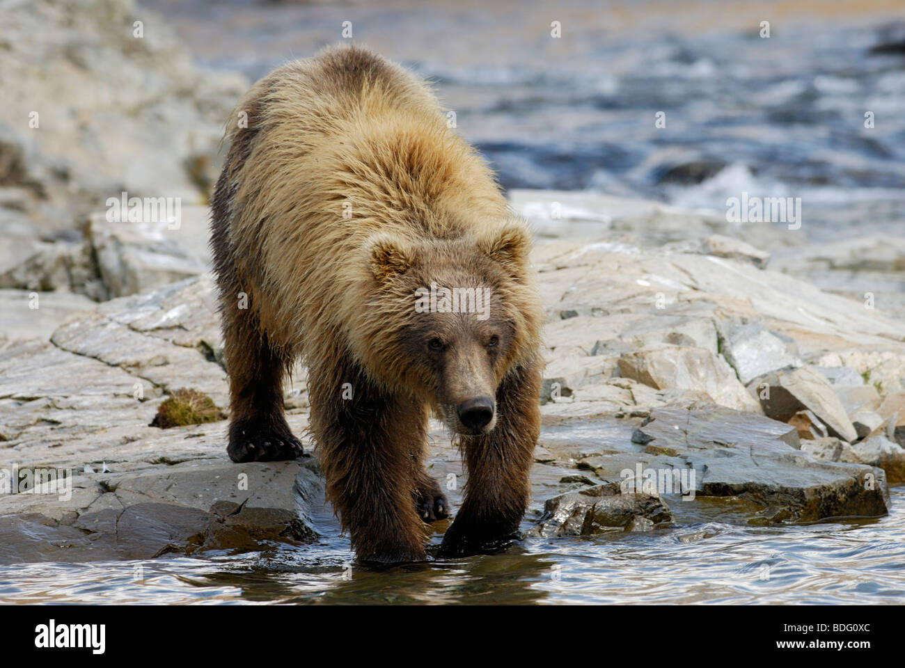 Brown bear or grizzly bear, Ursus arctos horribilis Stock Photo