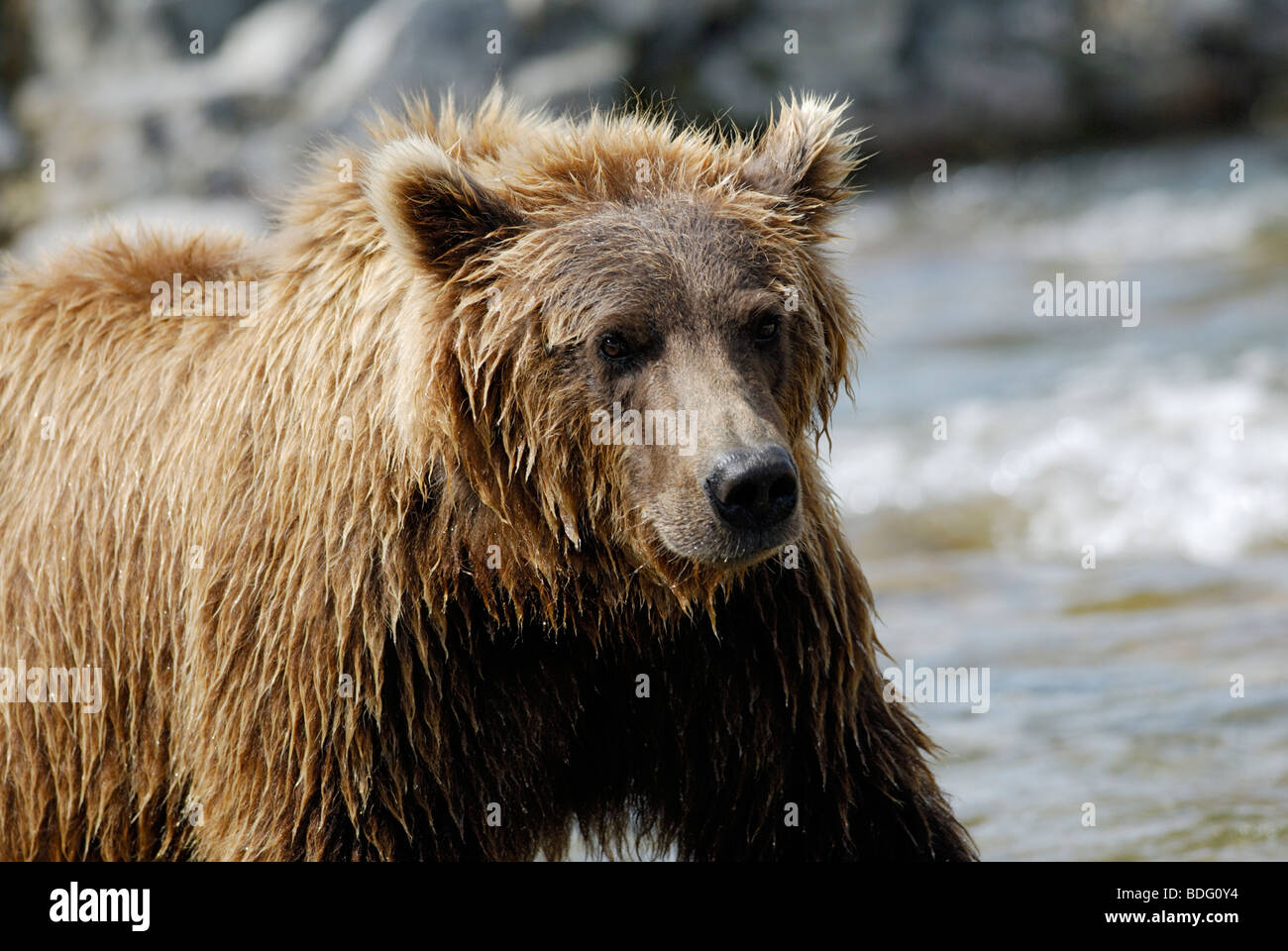 Brown bear or grizzly bear, Ursus arctos horribilis Stock Photo