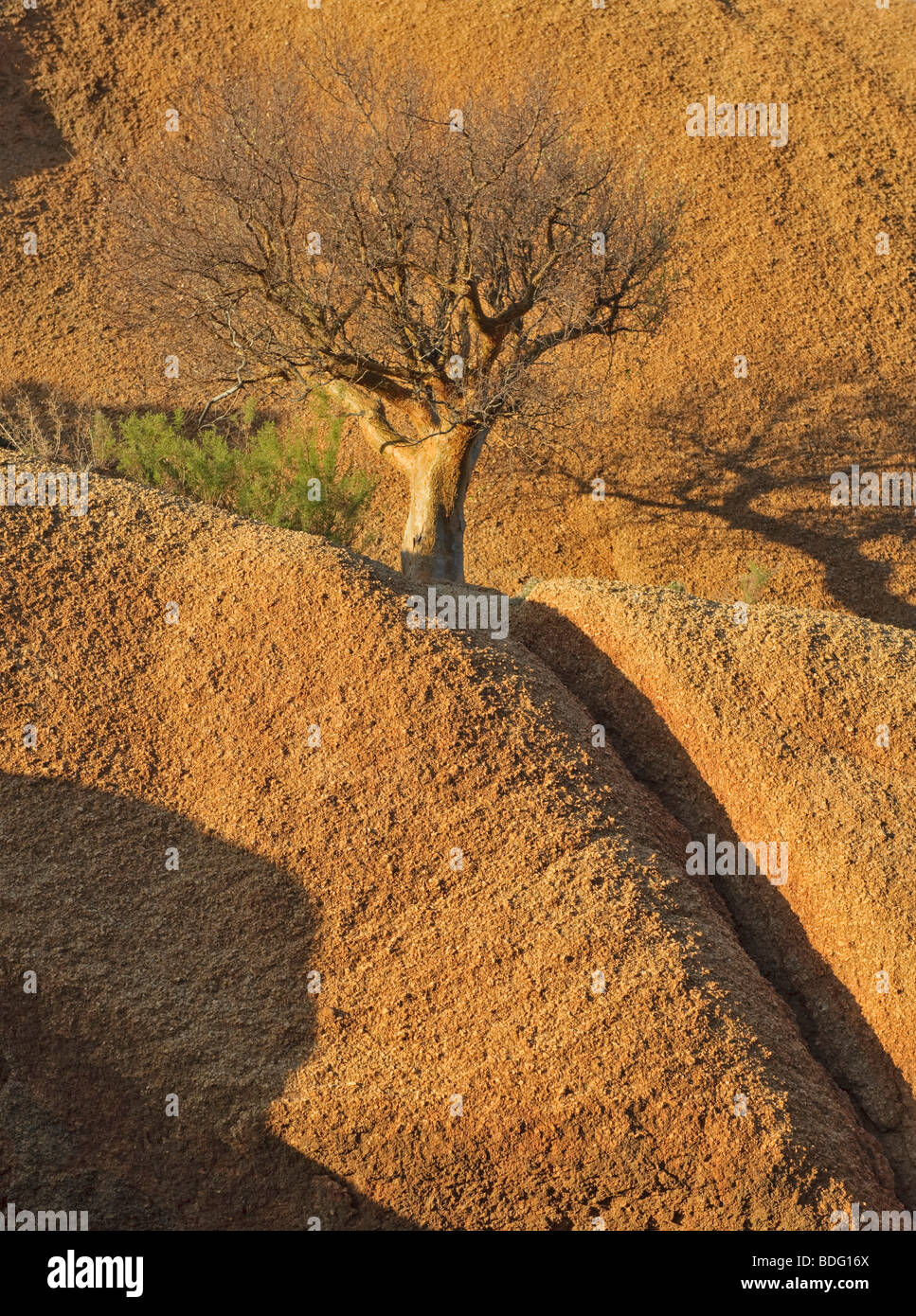 Butter tree (Cyphostemma curroii) at the Spitzkoppe mountain, Namibia, Africa Stock Photo