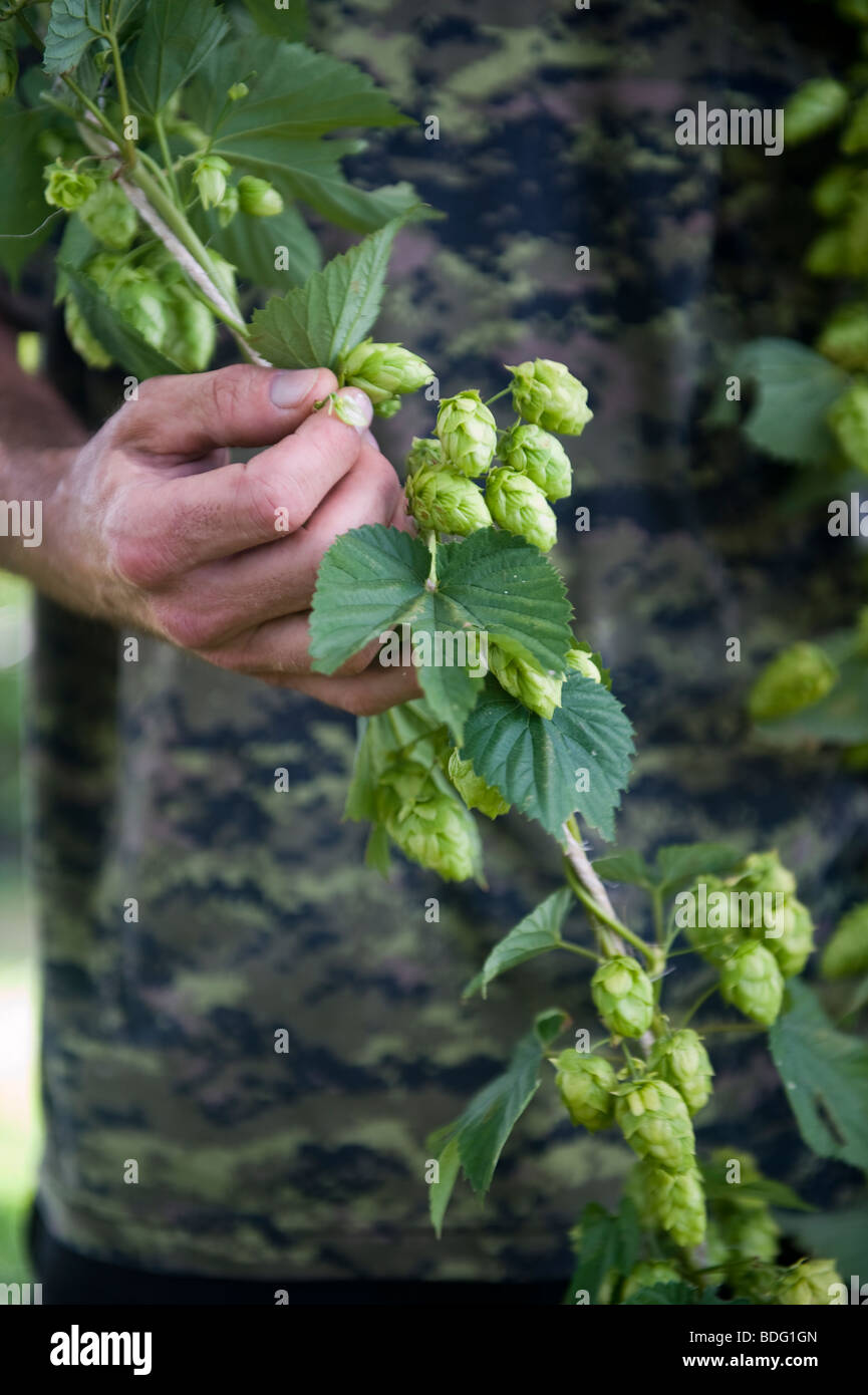 Man's hands and torso as fresh hops are harvested from a hop vine Stock