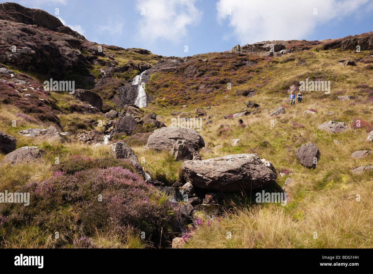 North Wales Uk Mountain Stream And Flowering Heather On Yr Aran Mountainside In Snowdonia National Park Mountains In Summer Stock Photo Alamy