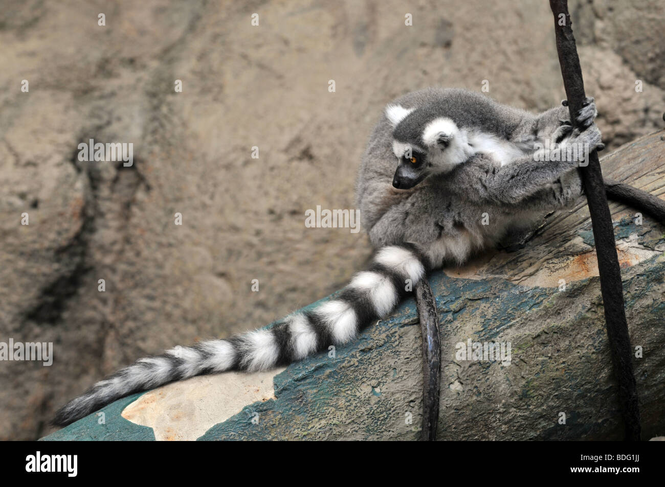 Ring-tailed lemur on tree trunk Stock Photo