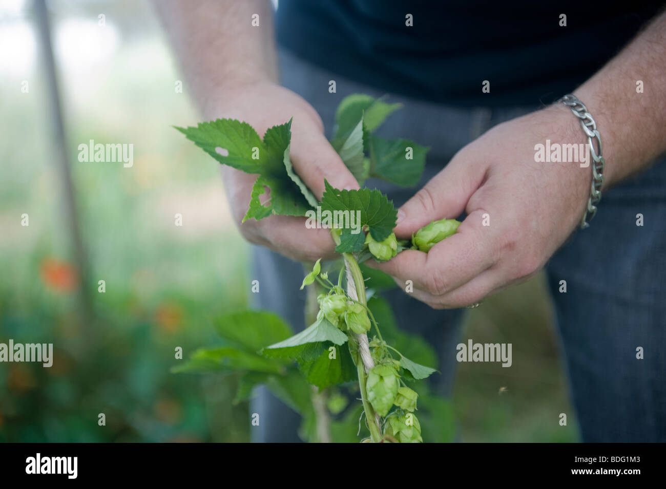 Man's hands and torso as fresh hops are harvested from a hop vine. Stock Photo
