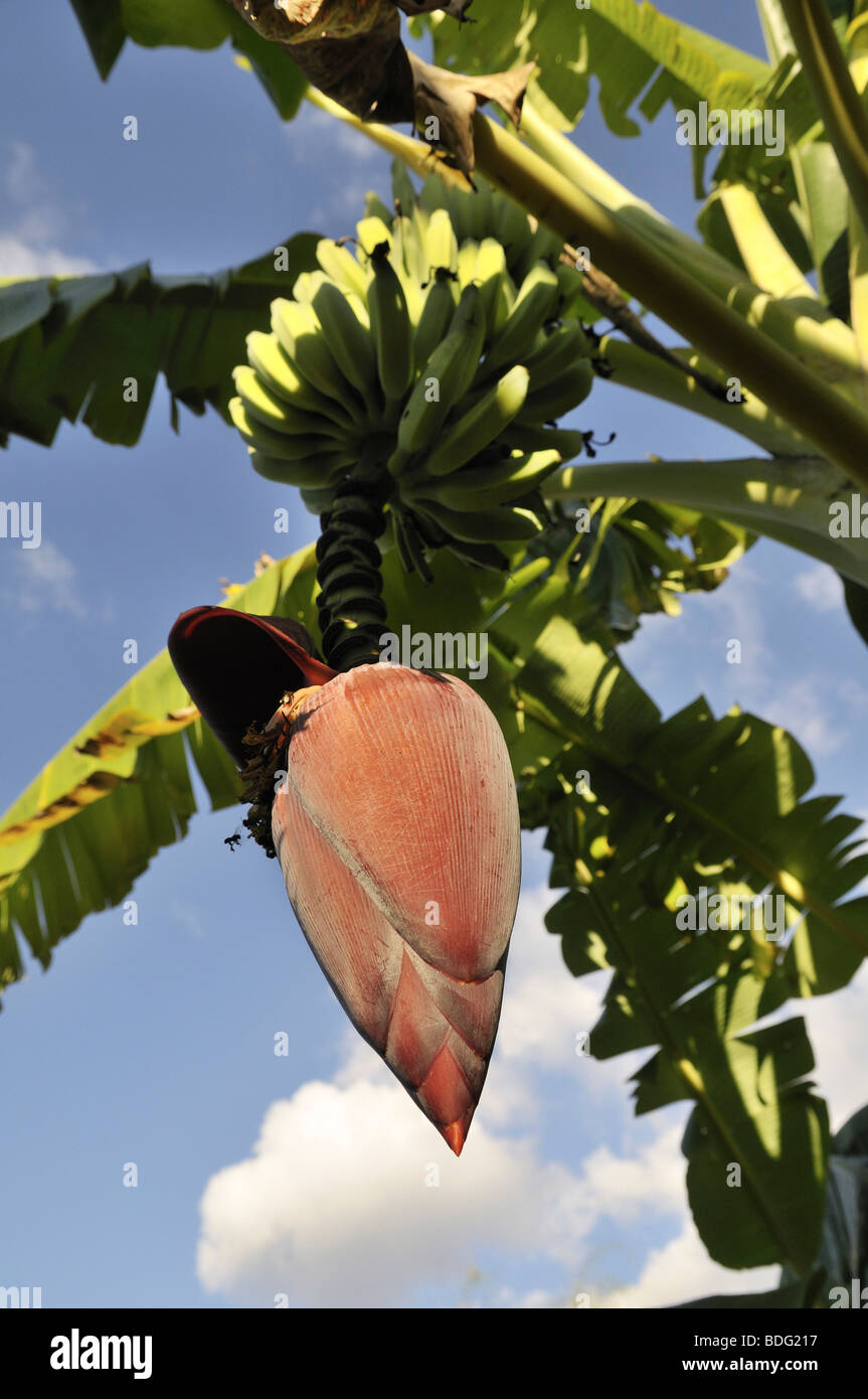 Inflorescence with fruit of a Banana tree (Musa acuminata) Stock Photo