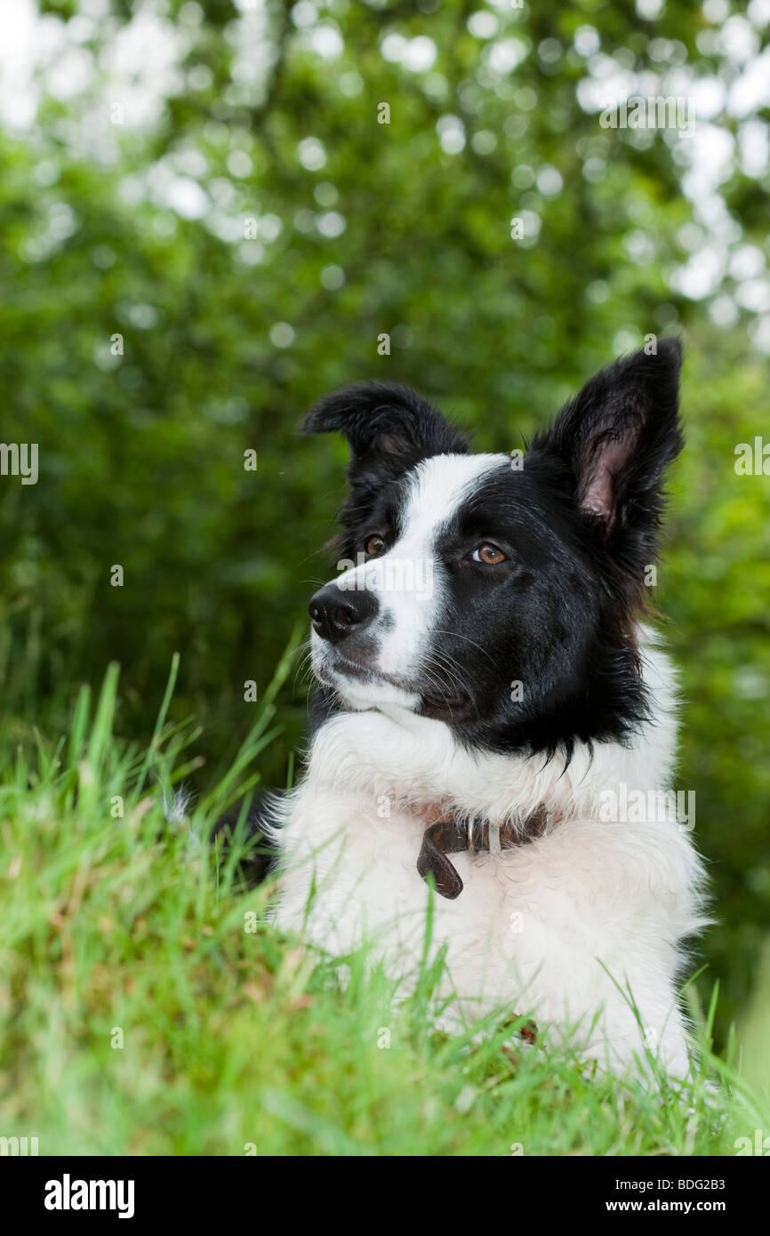 Border Collie, 6 month old lying down looking alert Stock Photo - Alamy