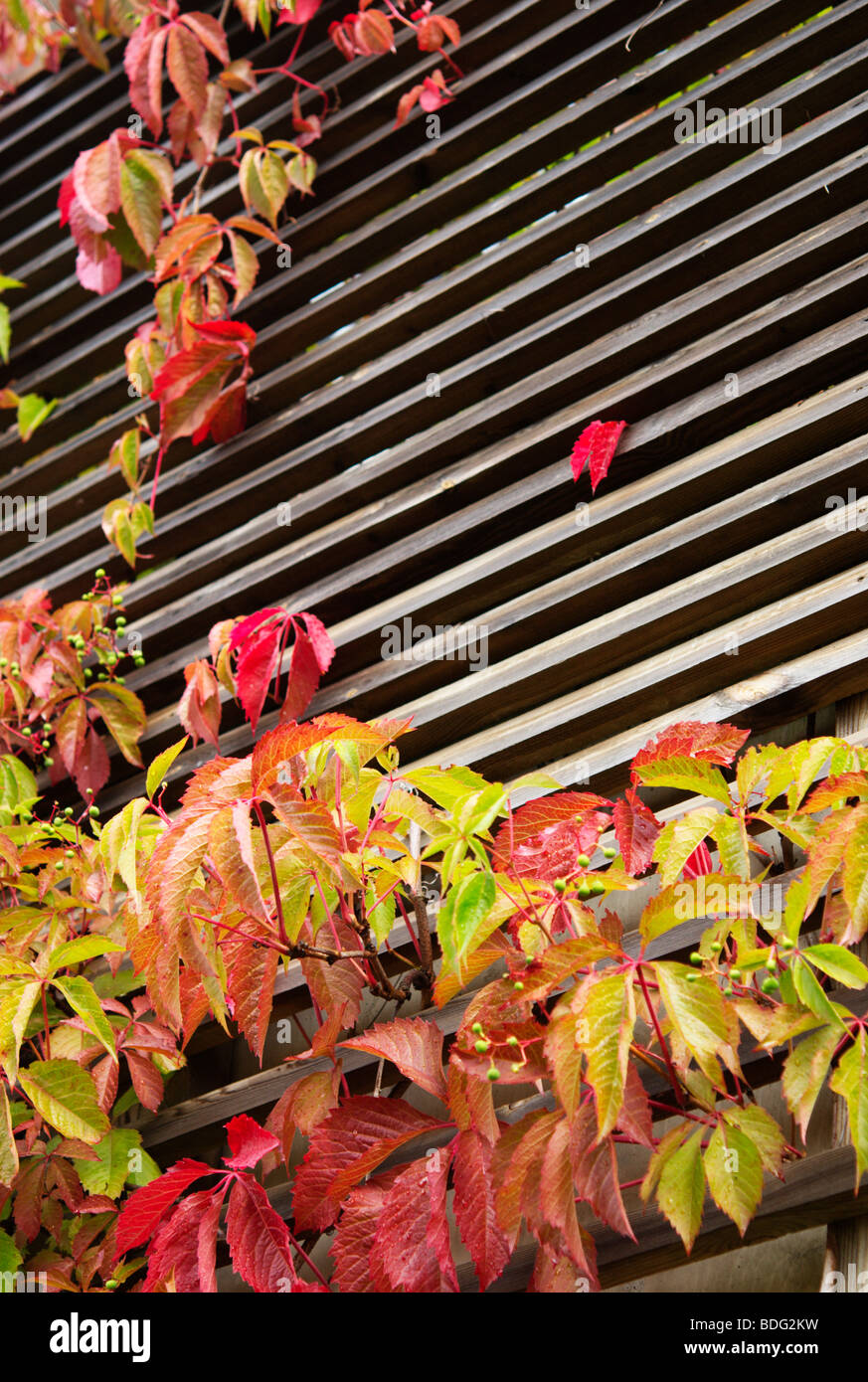 Parthenocissus vitacea autumn foliage Stock Photo
