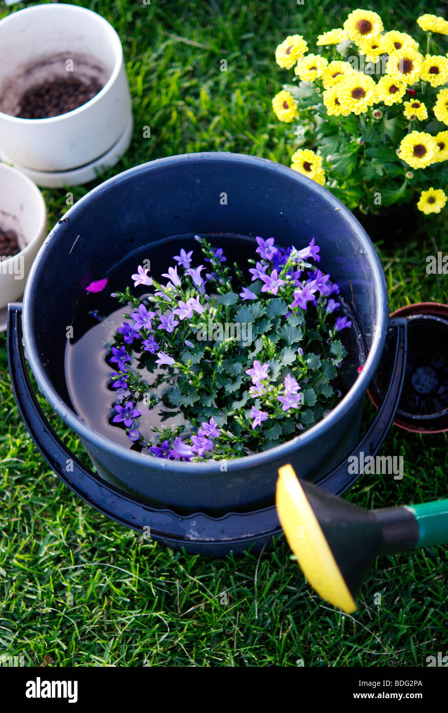 Planting flowers (campanula) Stock Photo