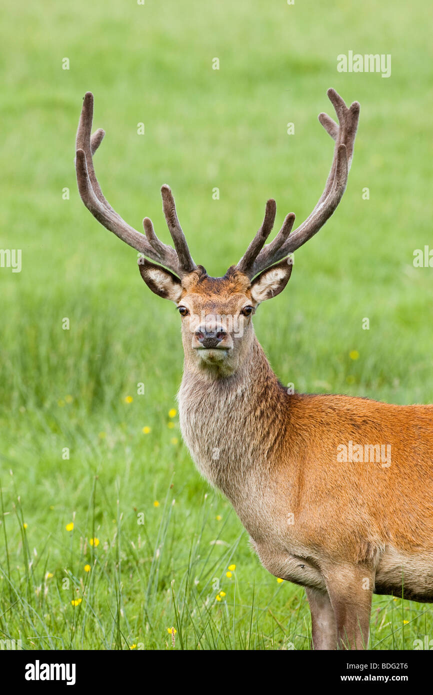 Red Deer stag with 'velvet' covered antlers in field Stock Photo