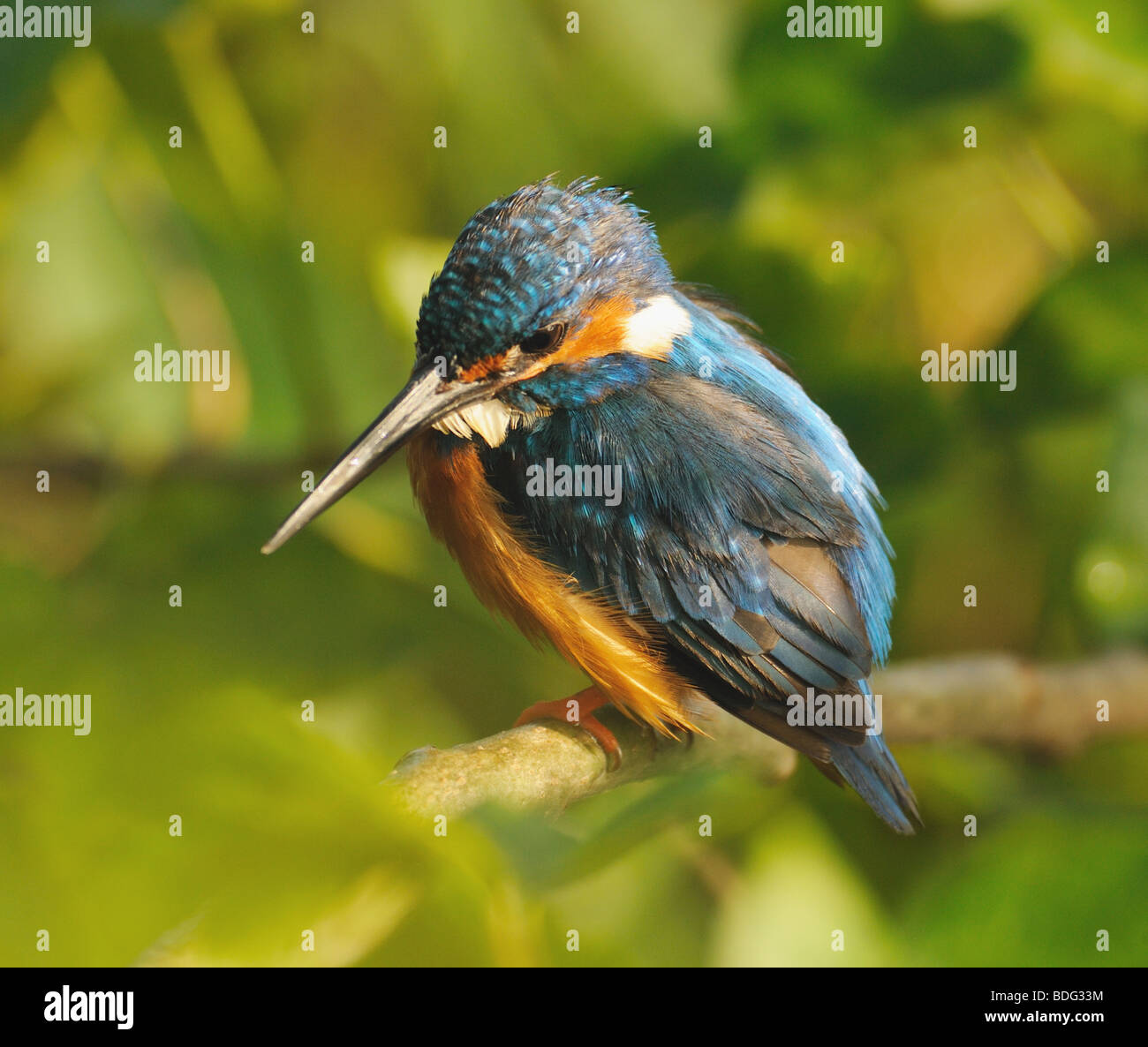 King Fisher bird sitting on a tree branch Stock Photo