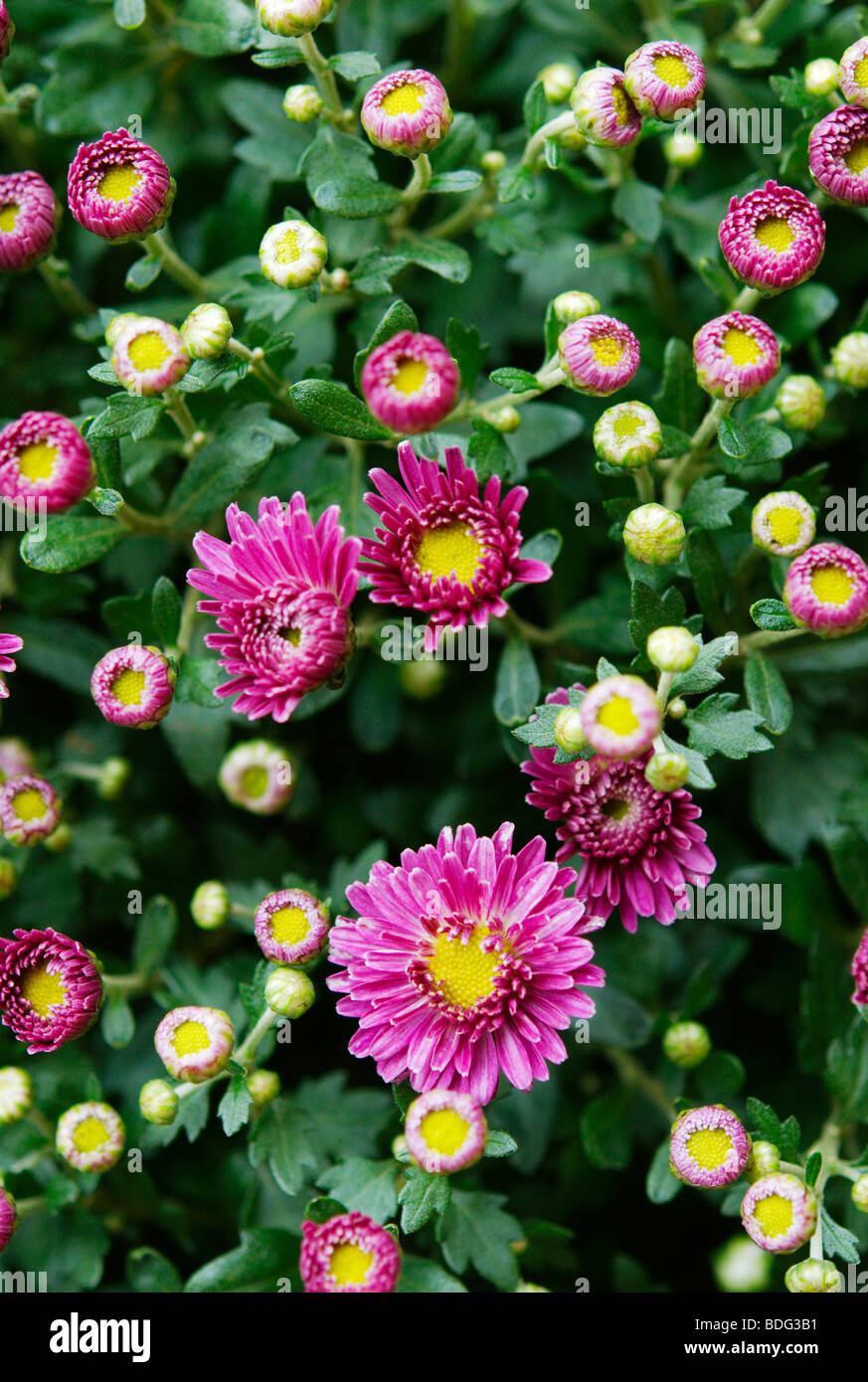 Chrysanthemum Stock Photo