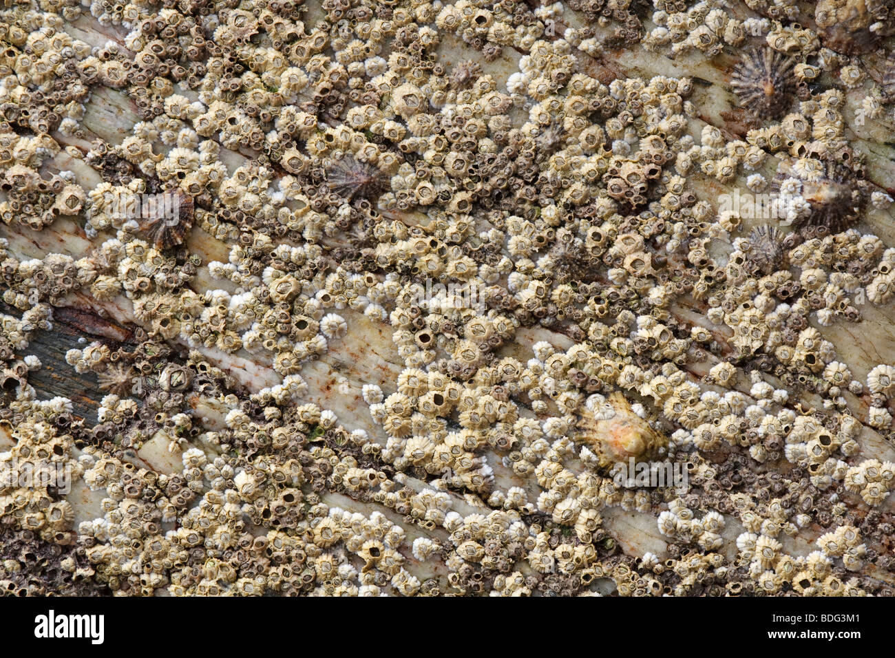 Barnacles and limpets on rock Stock Photo