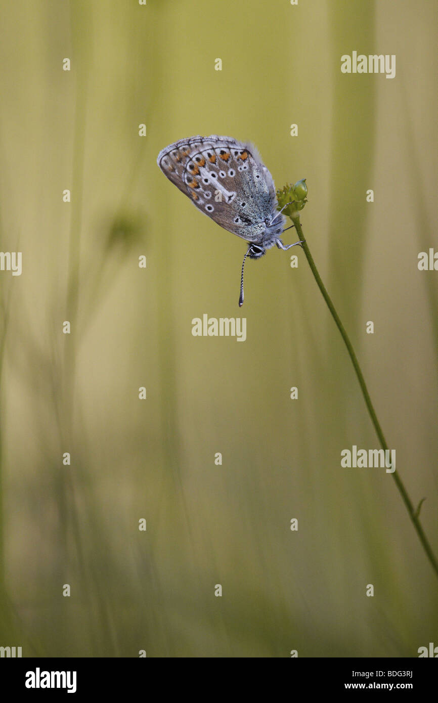 A butterfly on blurry background Stock Photo
